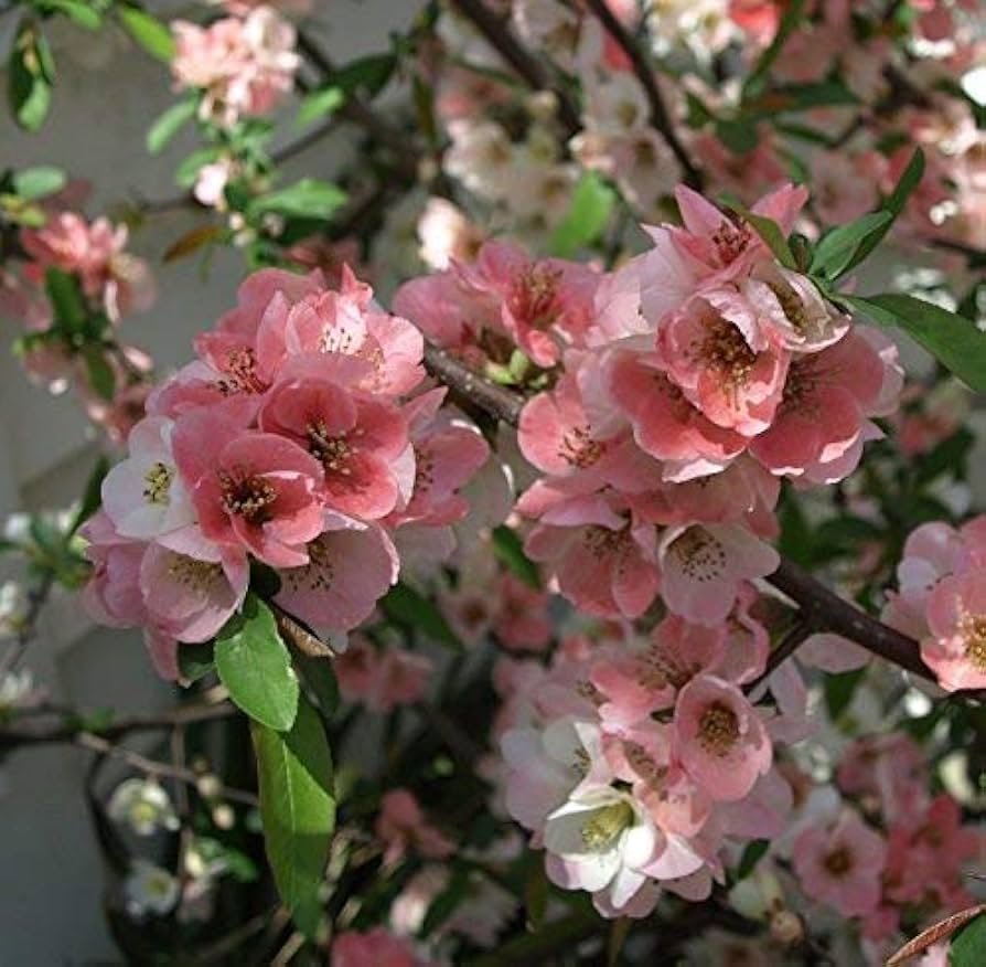 51skv7mkufl. uf894 1000 ql80