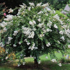 6137bdcbf35bd 59305b