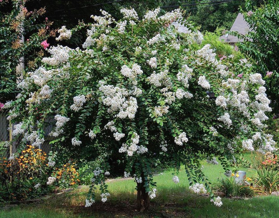 6137bdcbf35bd 59305b