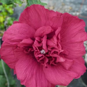 althea double red 3 d1ce1d90 6343 46ef 90fd 3be2239aa4c8copy