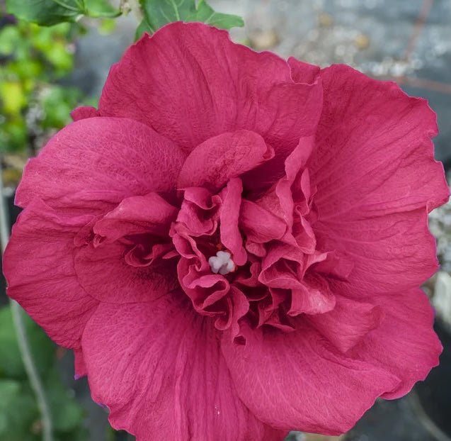 althea double red 3 d1ce1d90 6343 46ef 90fd 3be2239aa4c8copy