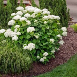 annabelle hydrangea 2 fgt