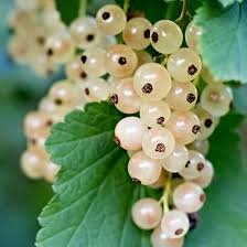 Currants