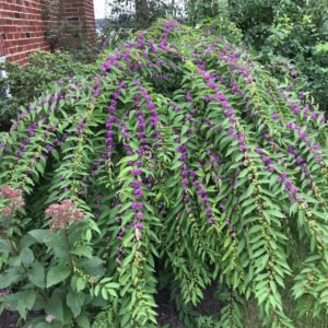 callicarpa has large cascading branches 1 82d6f931 bdb3 479a ab12 25dc23497553