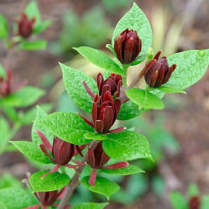 carolinaallspice