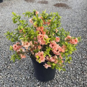 chaenomelesjaponica cameo apricot 5... 1200x f67f6dec df33 4fad b244 1fbcce459f75