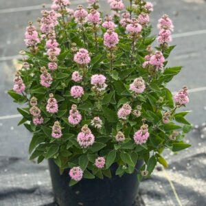 f7a65bf9 2125 4caa bda8 6110c2a55791 1 105 c