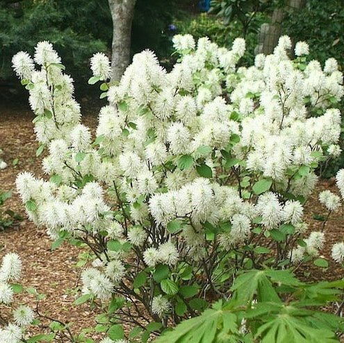 fothergilla mt airy
