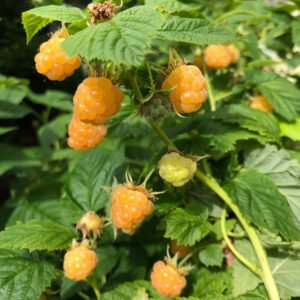 golden raspberry fall gold mmm 1
