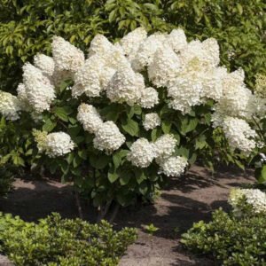 hydrangea paniculata silver dollar
