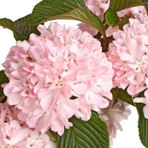Viburnum