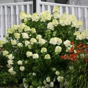 limelight hydrangea 1 fgt