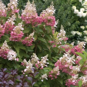 hydrangea 'pink diamond'