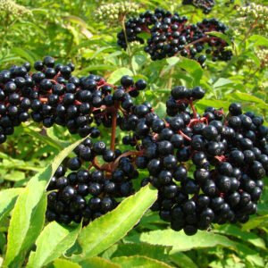 Elderberries