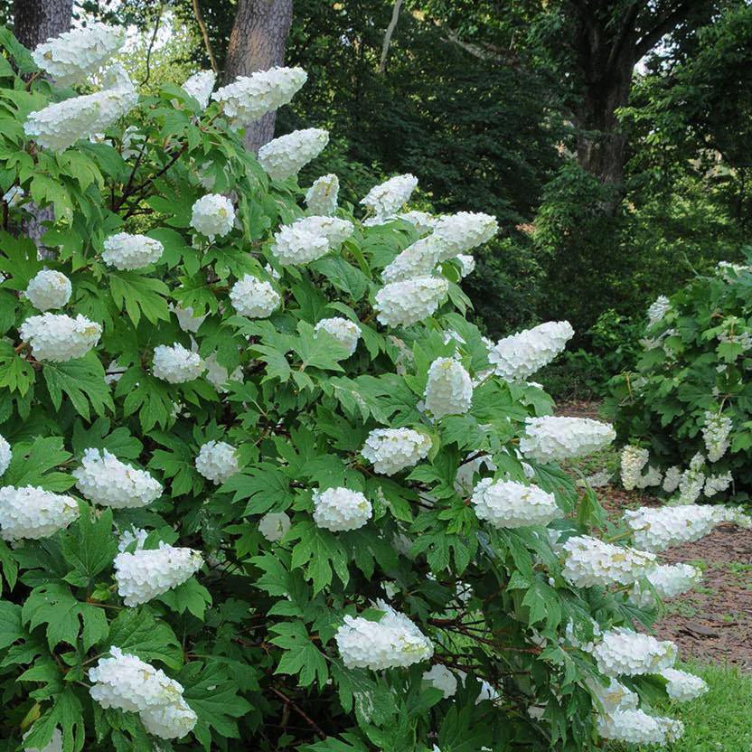 snow queen hydrangea bush