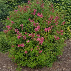weigela red bush shrub form istock 1361025789