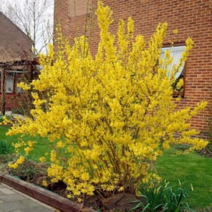 Forsythia