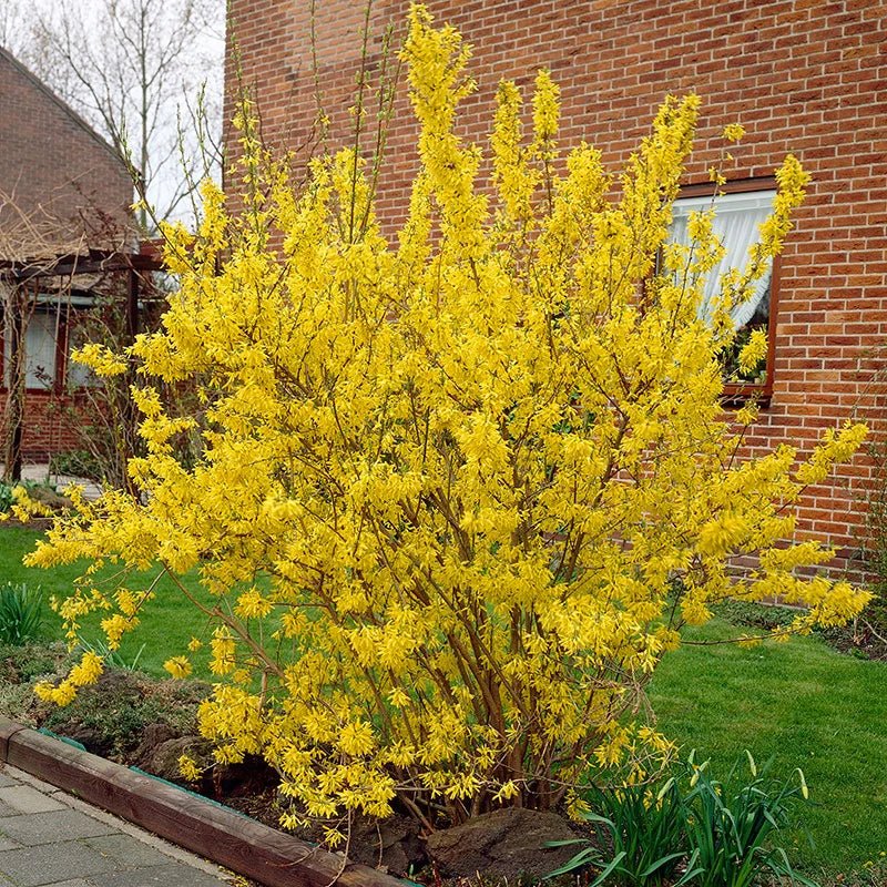 forsythia x intermedia golden bellls lynwood gold
