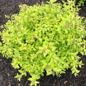 Spirea