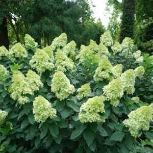 hydrangea limelight prime 6