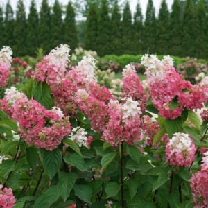 Flowering Shrubs