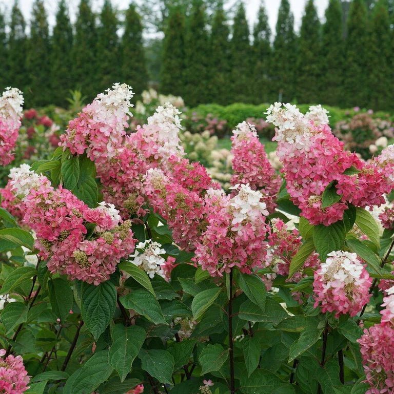 hydrangea paniculata pinky winky prime 1