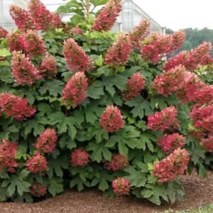 hydrangea quercifolia ruby slippers 747x533copy