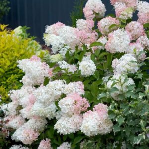 national plant network hydrangeas hd1345 64 1000