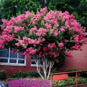 pink velour crape myrtle new jpg webp