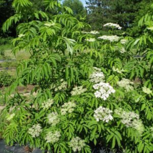 sambucus canadensis american elderberries bush 2