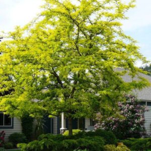 thornlesshoneylocust