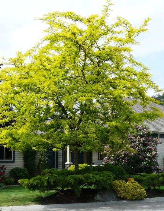 thornlesshoneylocust