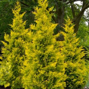 thuja occidentalis yellow ribbon arborvitae 2