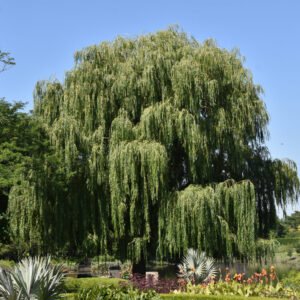 weepingwillow